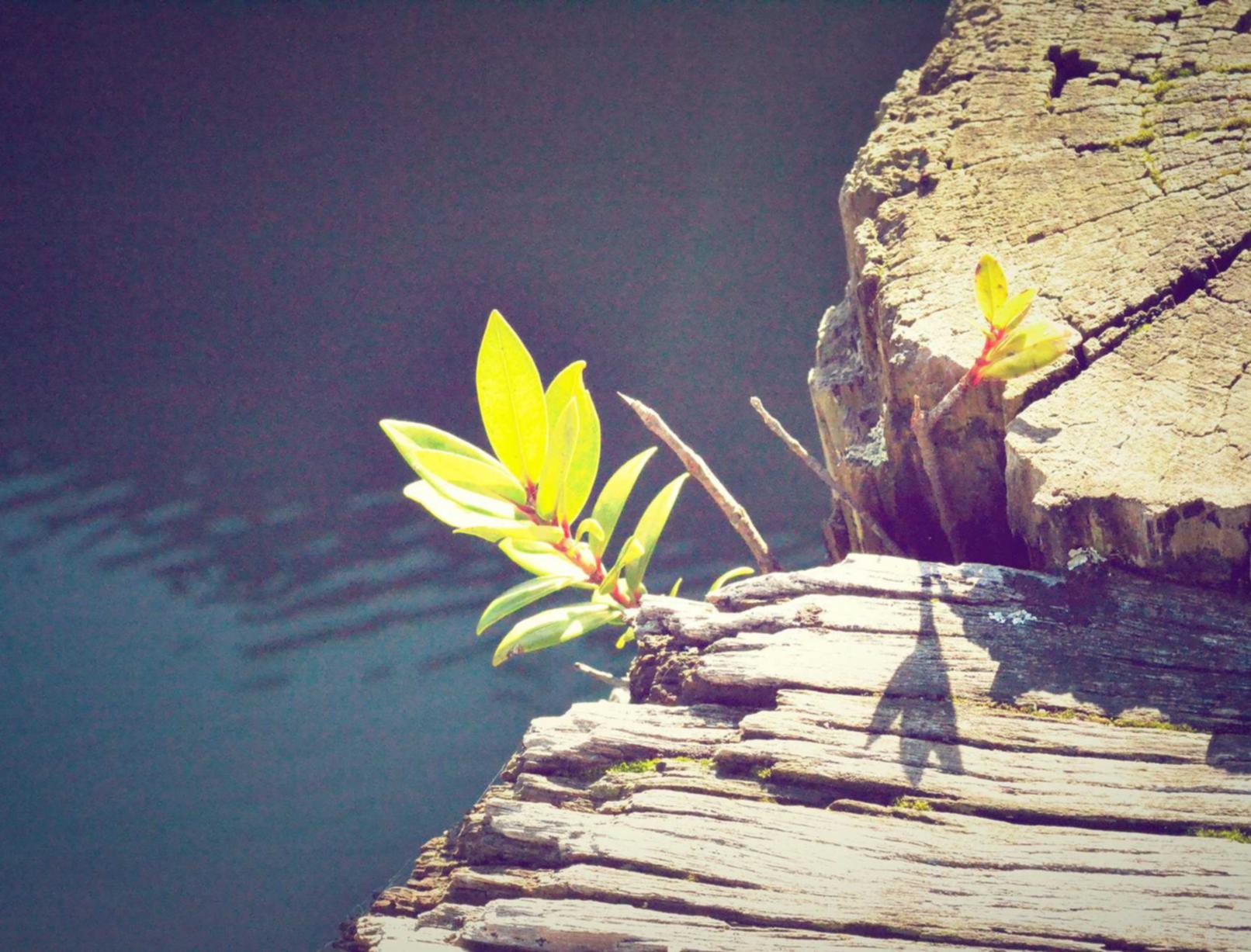 泡泡实名账号：台服lol账号注册