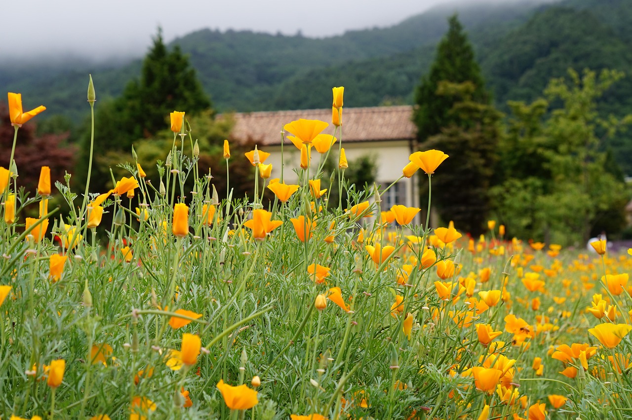 如何利用SEO优化校园网络建设
