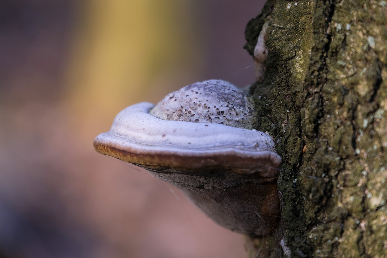 流量卡的反欺诈条款，如何维权？