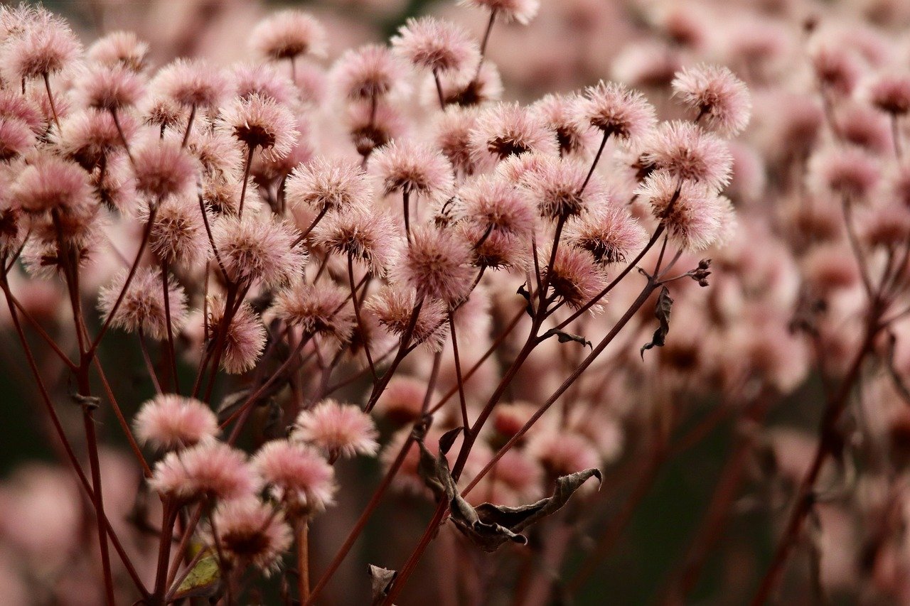 如何使用短视频吸引潜在用户和SEO